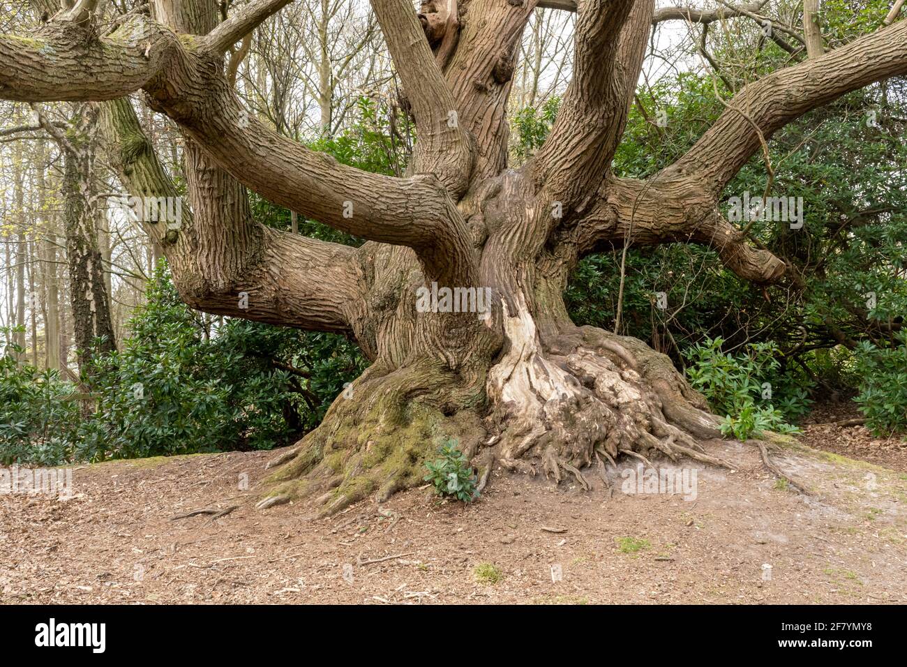 Ancien châtaignier (Castanea sativa) dans le Grand parc de Windsor, Surrey, Angleterre, Royaume-Uni Banque D'Images