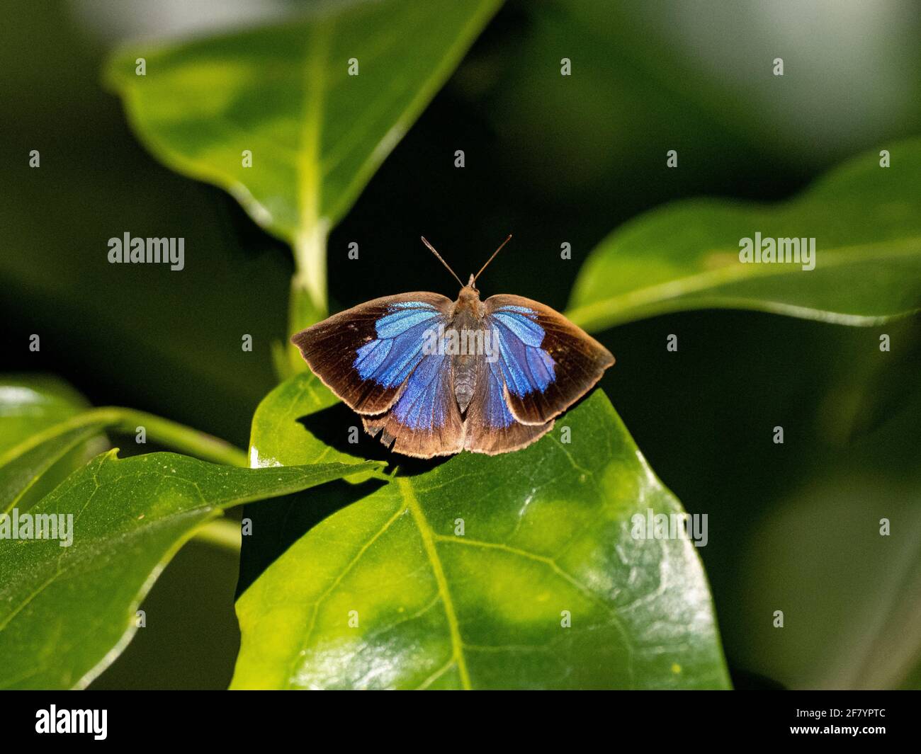 Mise au point sélective d'un papillon bleu Oakblue japonais Banque D'Images