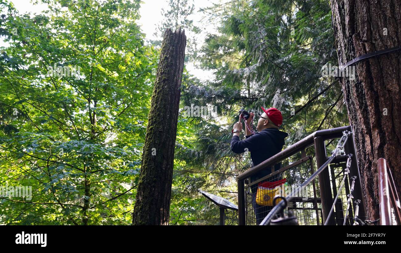 Un jeune homme en chapeau rouge debout sur un pont suspendu et prenant des photos, entouré de grands arbres dans le parc du pont suspendu Capilano du Canada. Banque D'Images