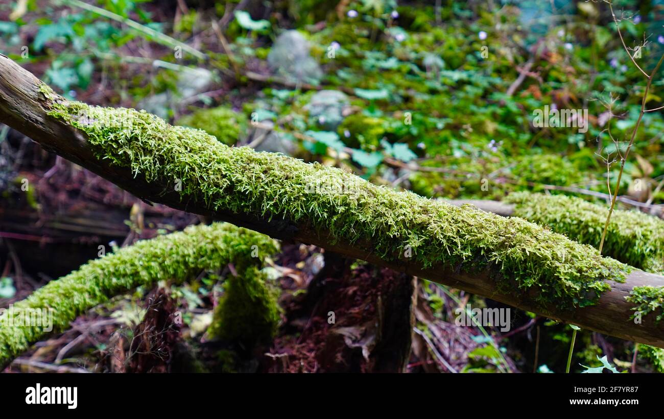 Mousses vertes poussant sur le tronc d'arbre déchu dans une forêt, dans le parc du pont suspendu Capilano du Canada. Banque D'Images