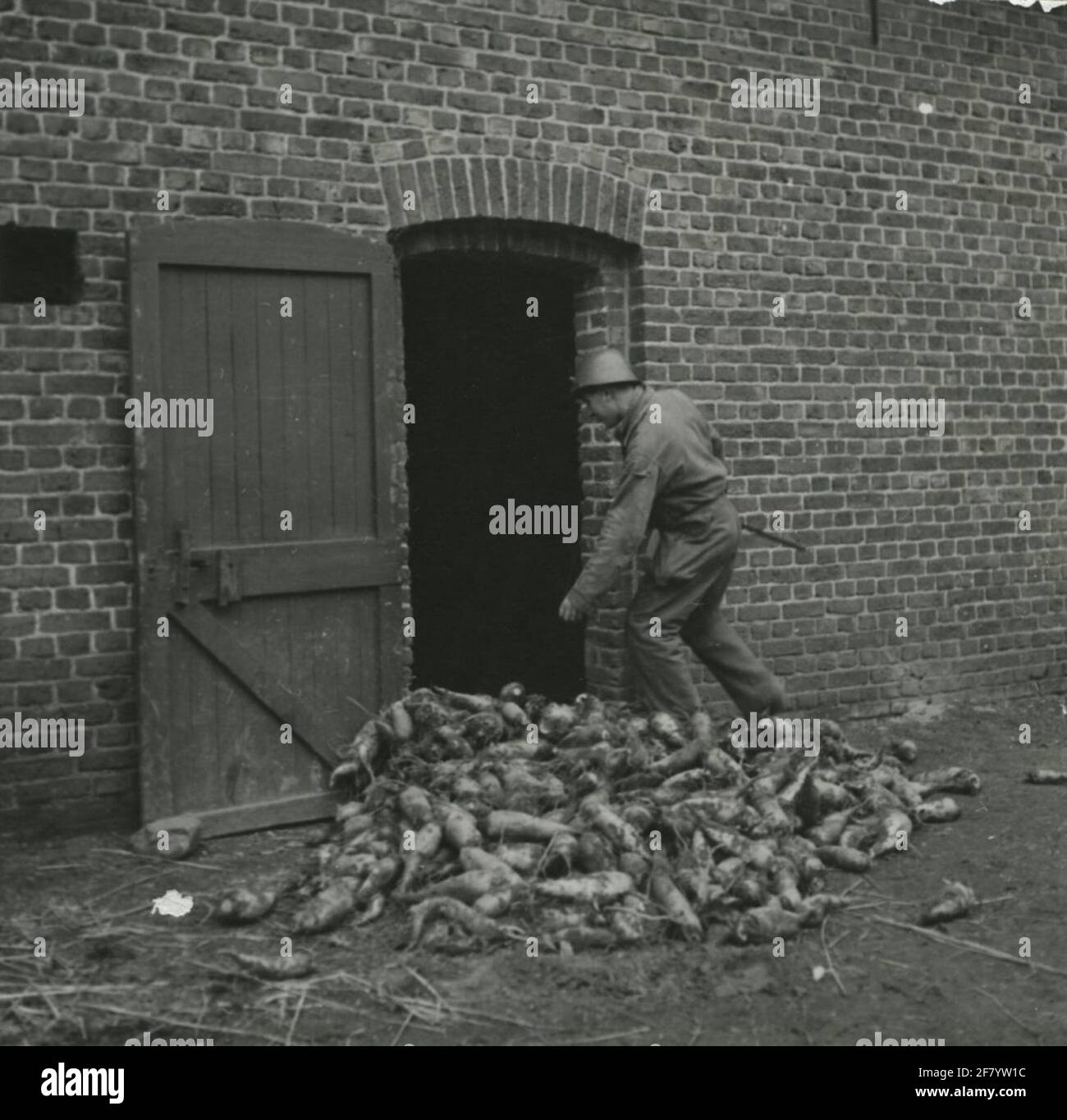 Troupes de choc du commandement Limbourg / Régiment Limbourg pendant la  Seconde Guerre mondiale. Soldat avec un casque d'avant-guerre, avec une  grange pleine de betterave à sucre Photo Stock - Alamy