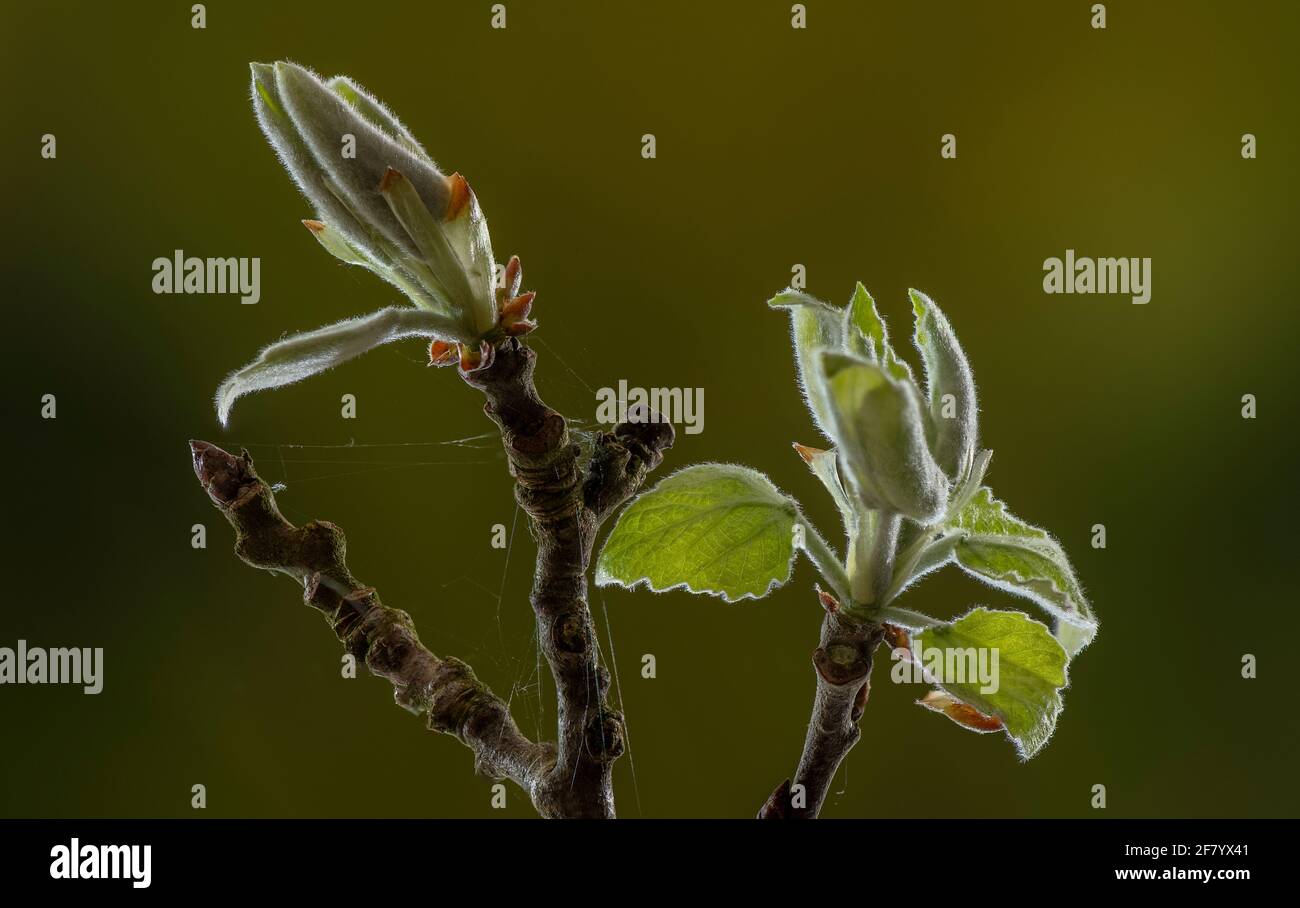 Jeunes feuilles émergeantes d'Aspen, Populus tremula, au début du printemps. Banque D'Images