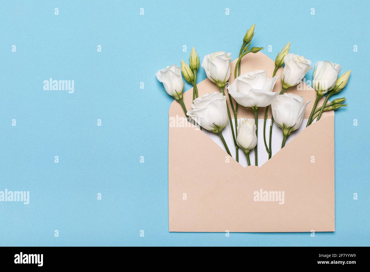 Fleur bud plat dans une enveloppe lisianthus ou eustoma, texas cloche et gentiane de prairie, rose irlandaise, sur fond bleu pastel avec espace de copie. Conce Banque D'Images