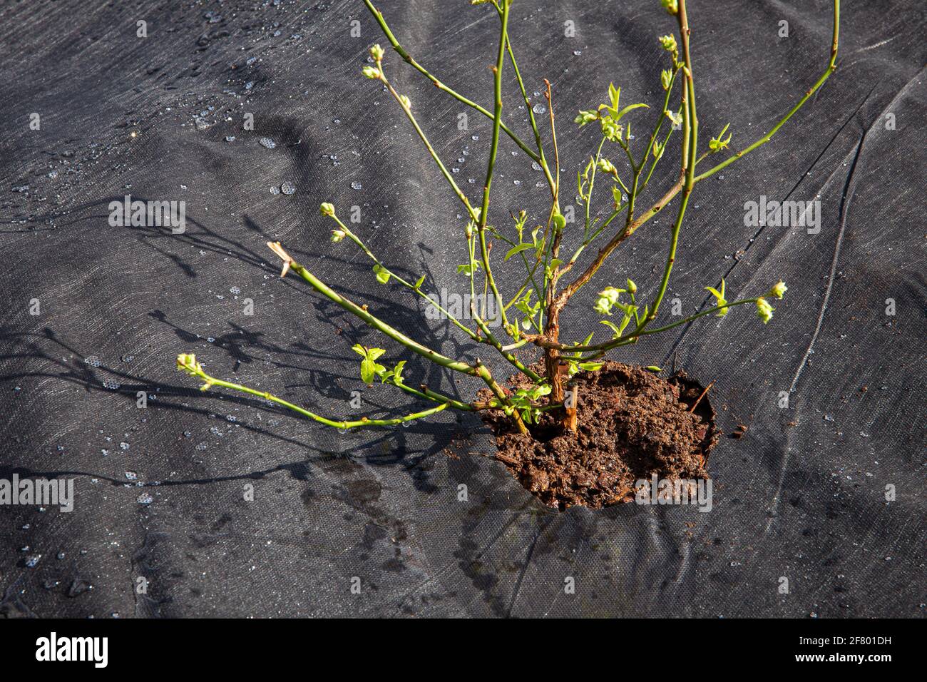 Terrain de jardin recouvert de paillis de couleur noire pour le contrôle des mauvaises herbes, arbustes à bleuets (Vaccinium corymbosum) poussant au printemps. Empêche la croissance des mauvaises herbes. Banque D'Images