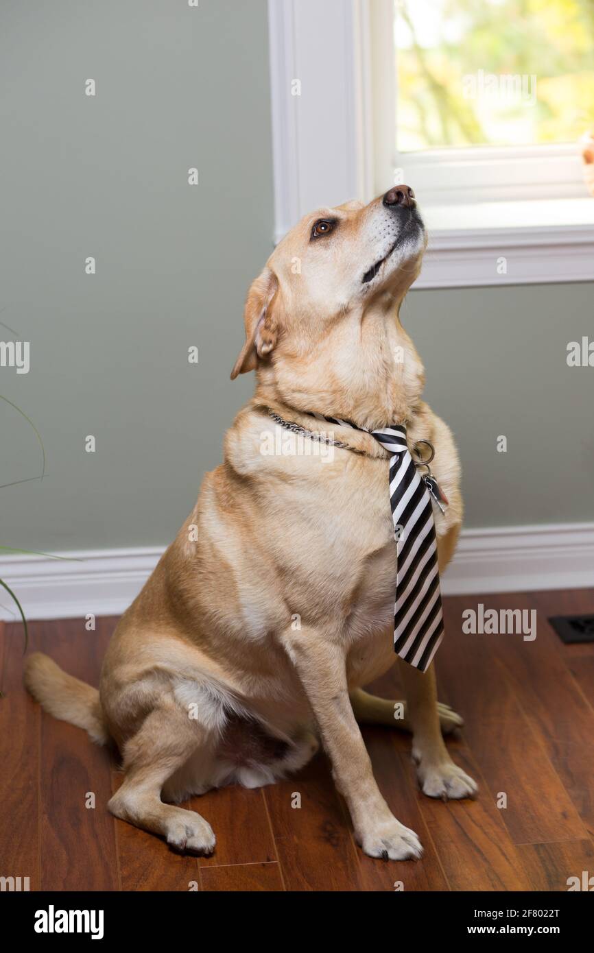 Photo verticale d'un joli chien portant une cravate à rayures vue