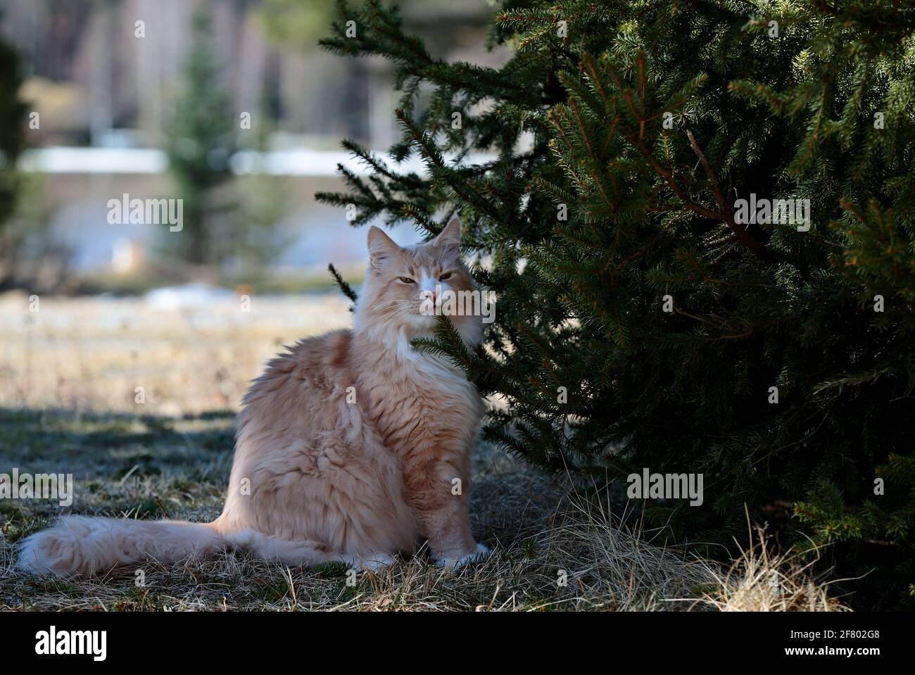Un chat de forêt norvégien mâle assis à l'extérieur sentant un sapin branche Banque D'Images