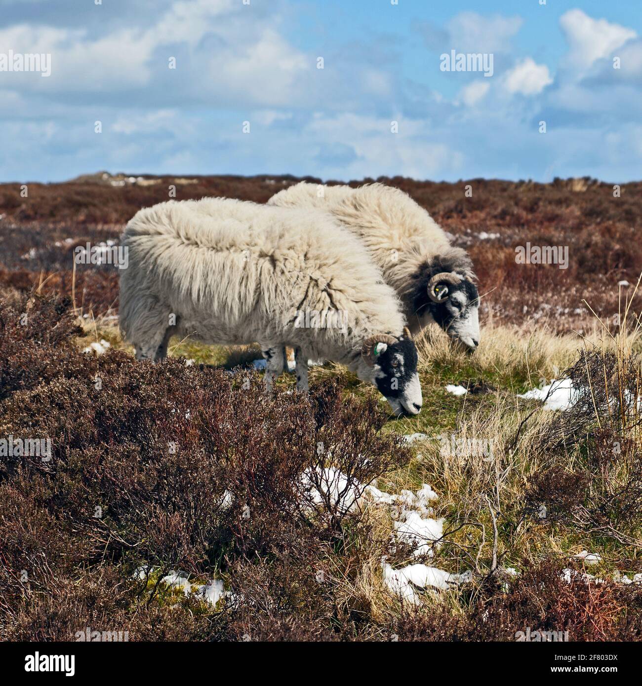 Black face Sheep en itinérance libre sur les North Yorkshire Moors Au début du printemps Banque D'Images