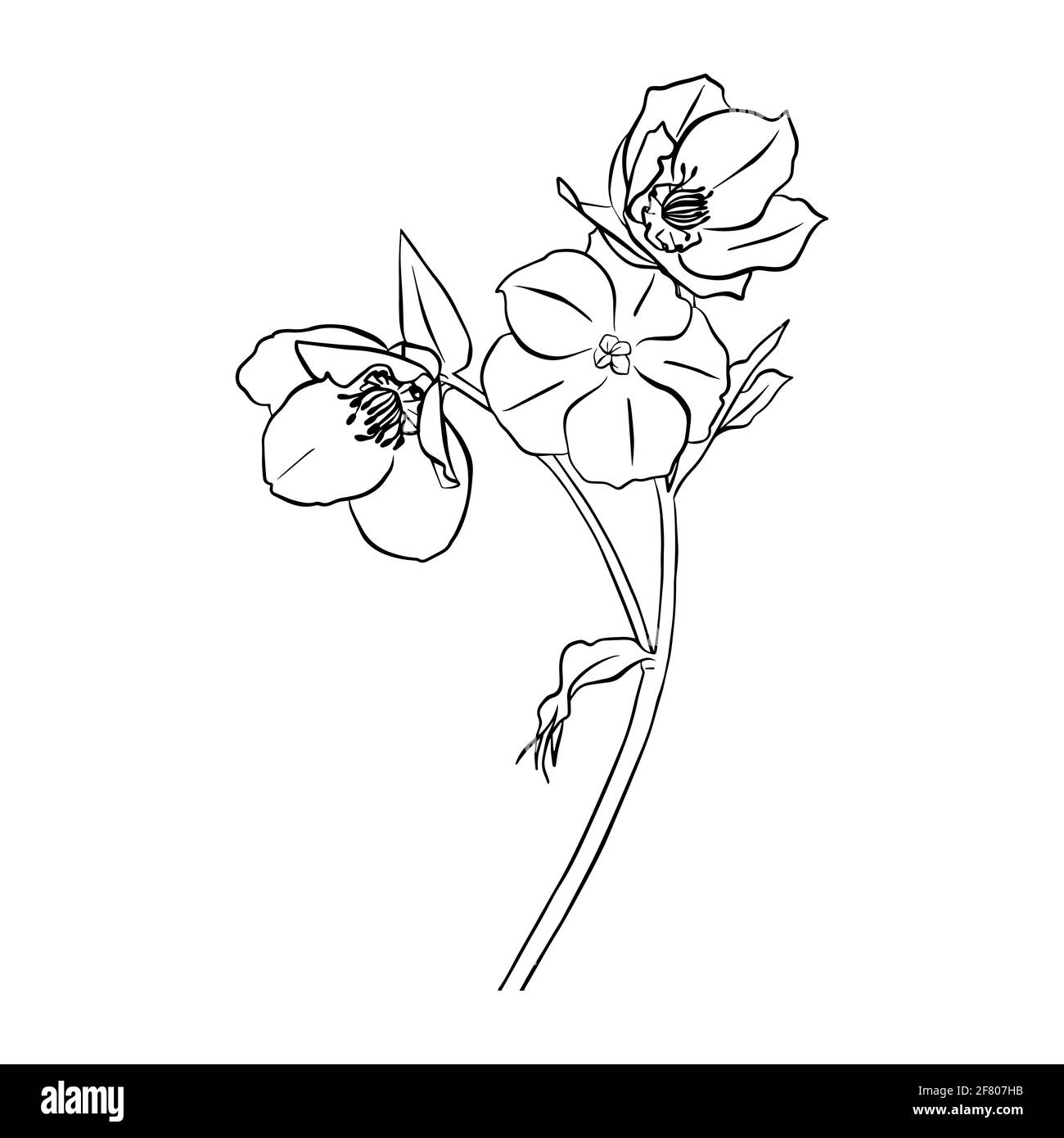 Illustration vectorielle de l'hellebore. Style Doodle. Convient pour la conception, l'impression, la décoration, les textiles, le papier et les colorants. Illustration de Vecteur