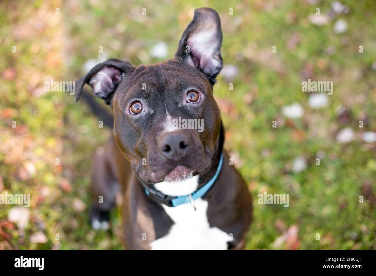 Chien mixte Pit Bull Terrier noir et blanc avec de grandes oreilles de disquettes et porter un collier bleu Banque D'Images