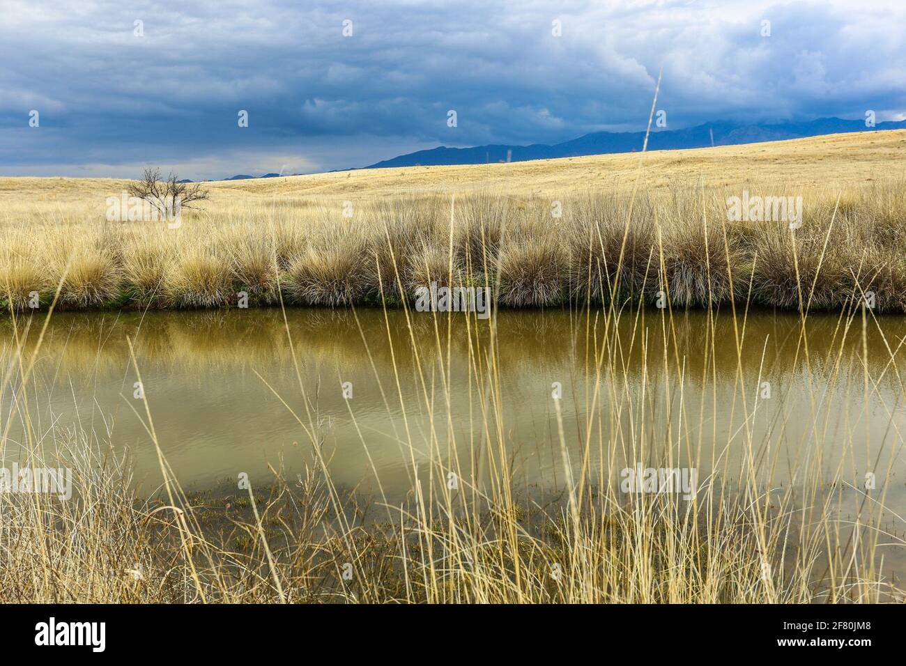 Paysage doré de l'écosystème des prairies indigènes, barrage sur une journée avec des nuages à Los Fresranch et le bassin de la rivière San Pedro qui a une grande biodiversité de la flore et de la faune dans la municipalité de San Santa Cruz, Sonora, Mexique. (Photo: Luis Gutierrez / NortePhoto.com) Paisaje dorado de ecosistema pastizales nativa, presa en un dia con nubes en el rancho los fresnos y la cuenca del Rio San Pedro que tiene gran biodiversidad de Flora y faune en el municipio de San Santa Cruz, Sonora, Mexique. (Photo: Luis Gutierrez / NortePhoto.com) Banque D'Images