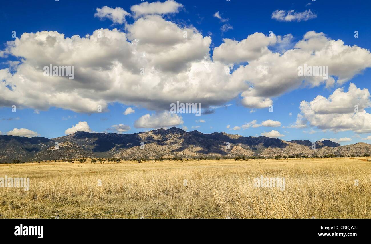 Paysage doré de l'écosystème des prairies indigènes, barrage sur une journée avec des nuages à Los Fresranch et le bassin de la rivière San Pedro qui a une grande biodiversité de la flore et de la faune dans la municipalité de San Santa Cruz, Sonora, Mexique. (Photo: Luis Gutierrez / NortePhoto.com) Paisaje dorado de ecosistema pastizales nativa, presa en un dia con nubes en el rancho los fresnos y la cuenca del Rio San Pedro que tiene gran biodiversidad de Flora y faune en el municipio de San Santa Cruz, Sonora, Mexique. (Photo: Luis Gutierrez / NortePhoto.com) Banque D'Images