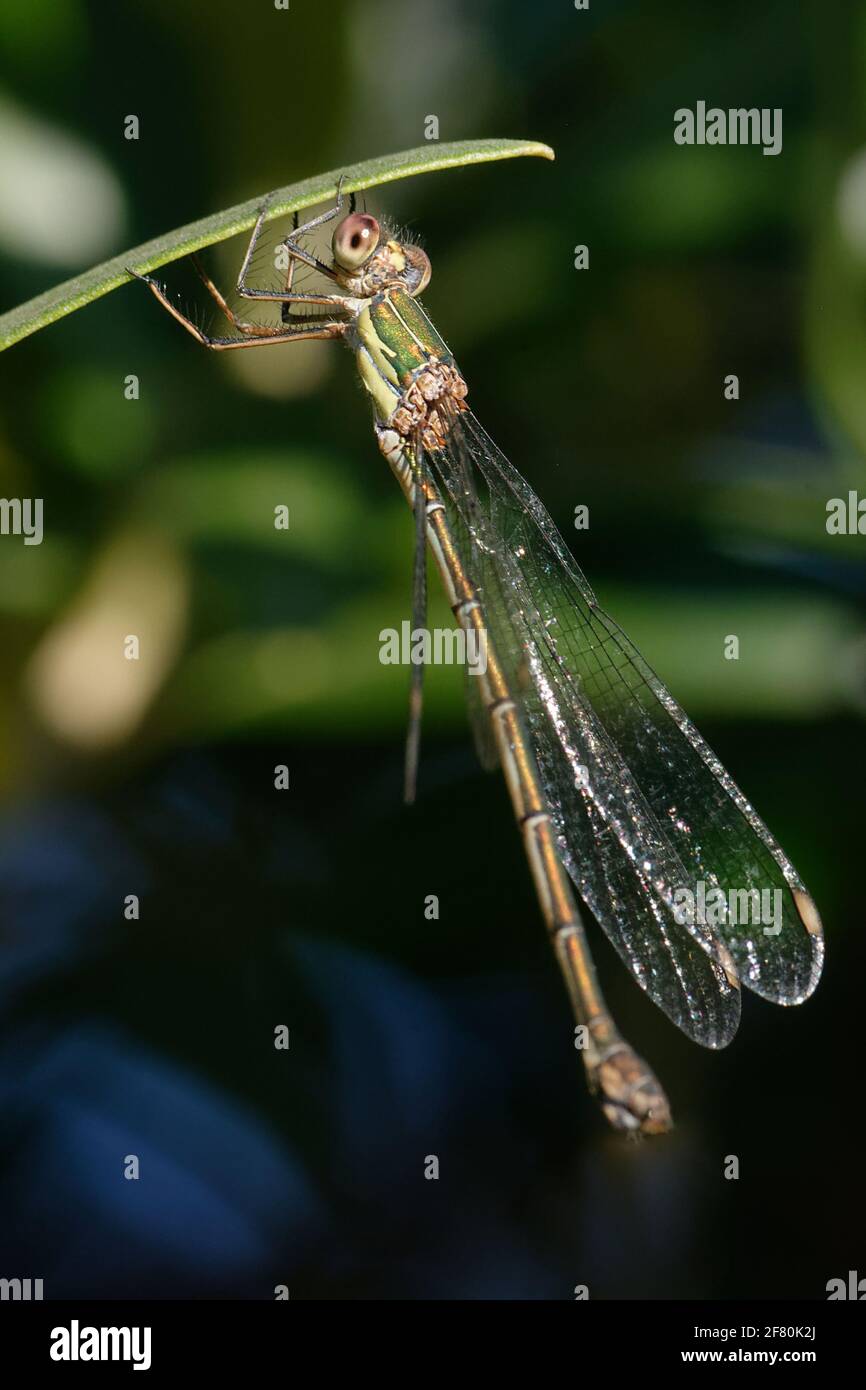 Saule émeraude ou tartinade de saule de l'Ouest (Chalcolestes viridis, anciennement Lestes viridis) Banque D'Images