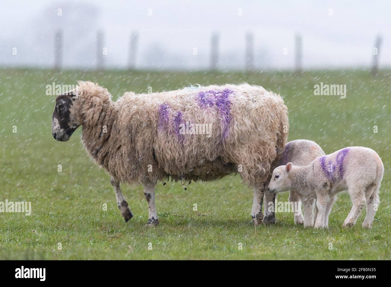 Gartness, Stirling, Écosse, Royaume-Uni. 10 avril 2021. Météo au Royaume-Uni - une brebis avec ses agneaux pendant une tempête de grêle en fin d'après-midi, avec de la neige et des températures en dessous de la prévision de congélation de nuit crédit: Kay Roxby/Alay Live News Banque D'Images