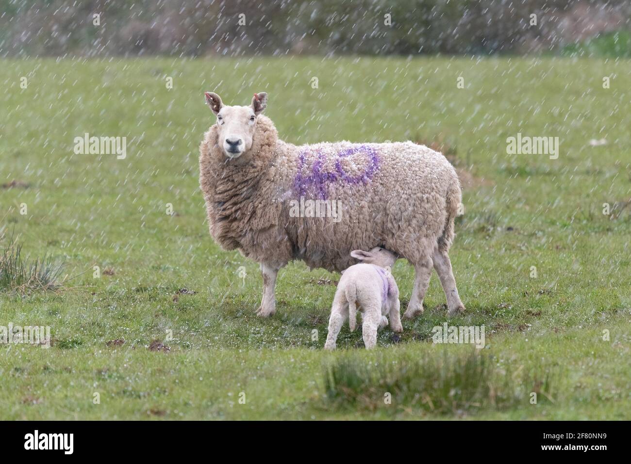 Gartness, Stirling, Écosse, Royaume-Uni. 10 avril 2021. Météo au Royaume-Uni - une brebis suce son agneau pendant une tempête de grêle en fin d'après-midi, avec de la neige et des températures en dessous de la prévision de congélation au cours de la nuit crédit: Kay Roxby/Alay Live News Banque D'Images