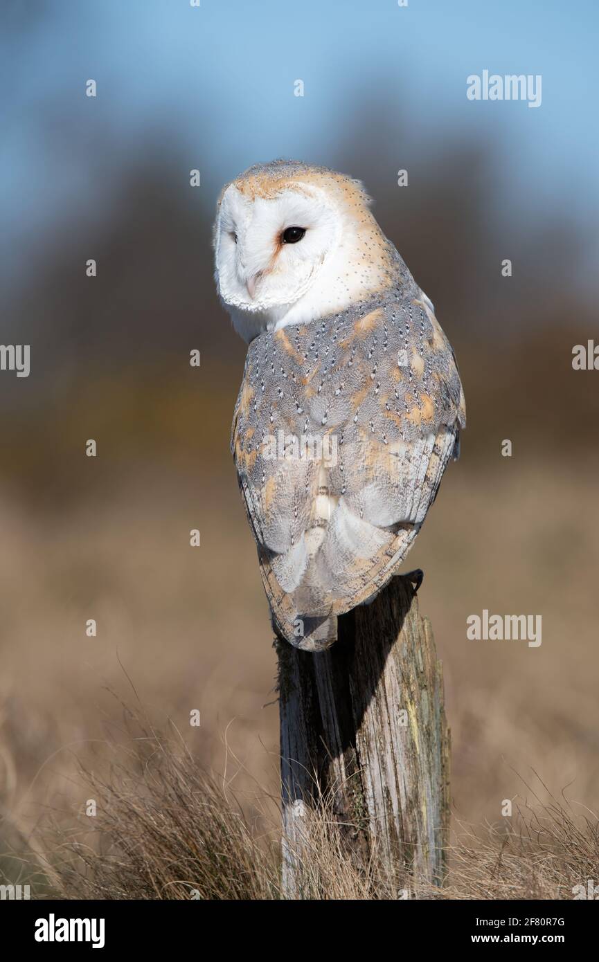 OWL de la grange (Tyto alba) perché sur un poteau en bois Banque D'Images