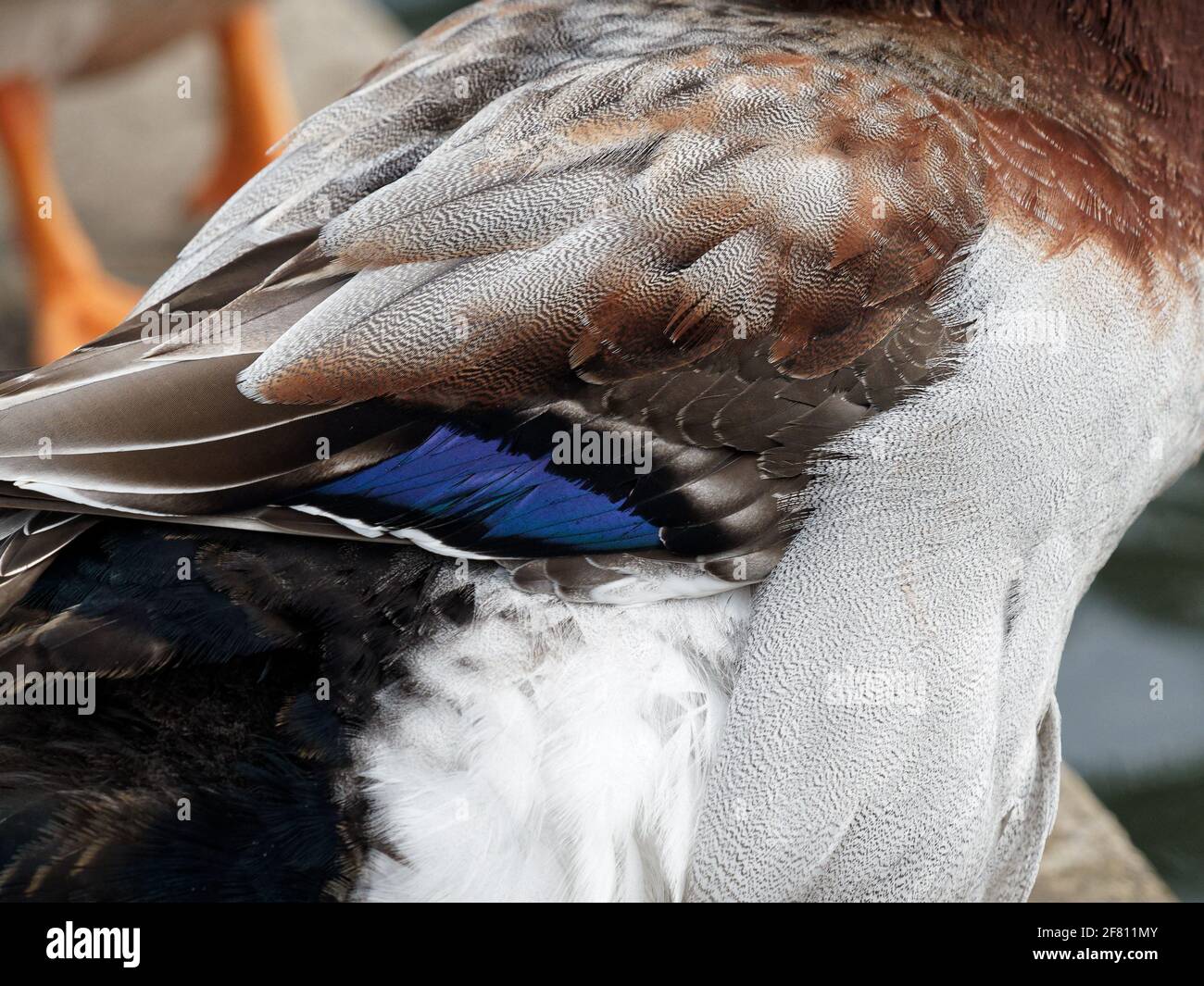 Un canard malard de drake (Anas platyrhynchos) qui prénère ses plumes sur le côté d'un étang à Wakefield, West Yorkshire. Banque D'Images