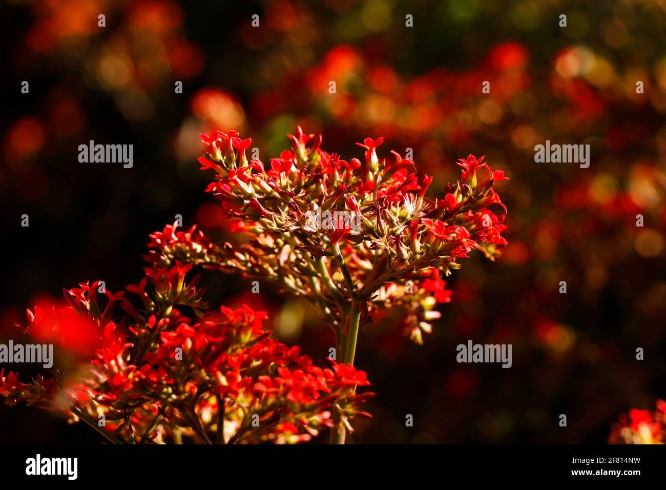 fleur rouge sauvage en gros plan des ghats occidentaux Banque D'Images