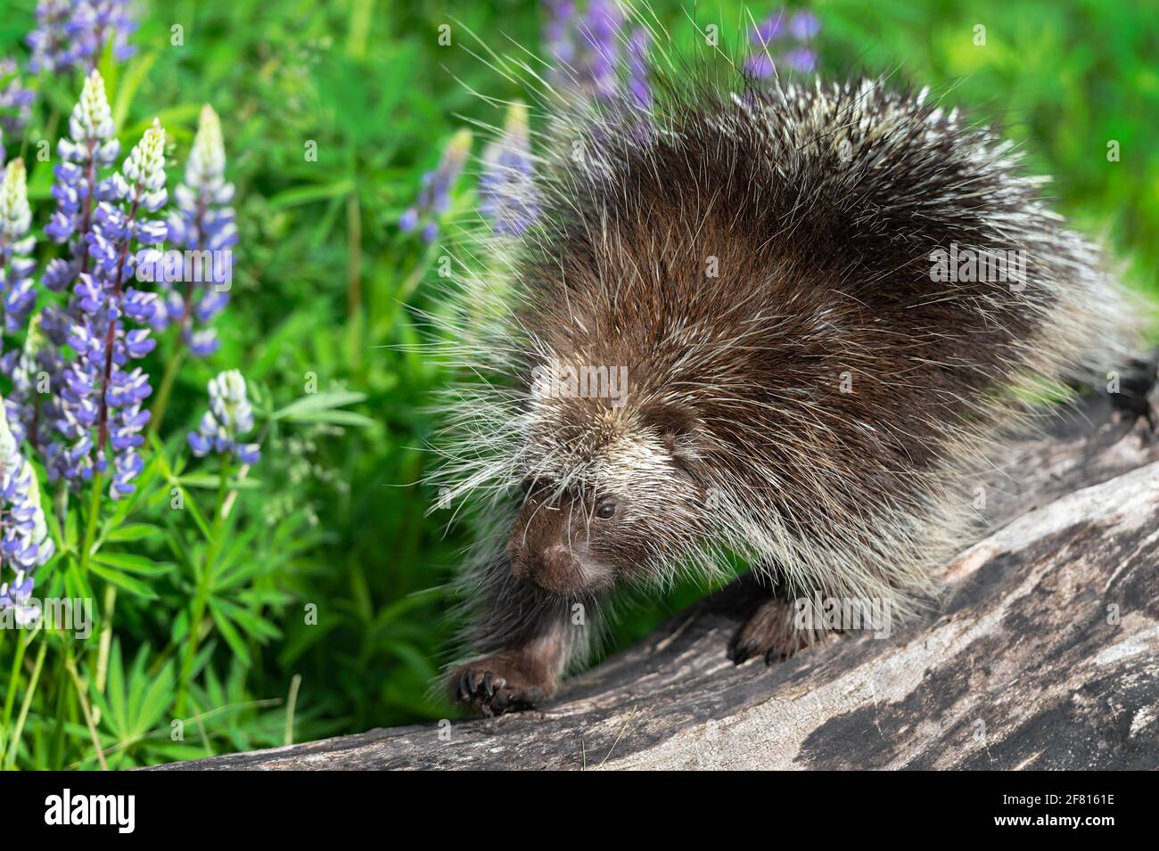 Porcupine (Erethizon dorsatum) Marche à gauche à travers Log Summer - animal captif Banque D'Images