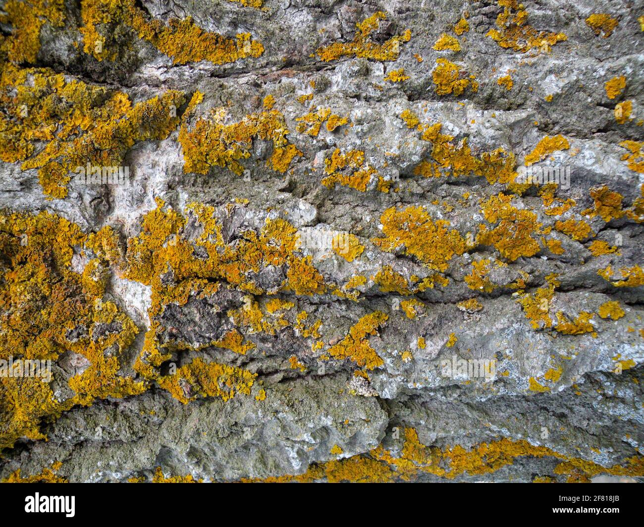 Texture de relief caractéristique de l'écorce de chêne avec lichen orange. Arrière-plan abstrait de votre conception. Texture naturelle Banque D'Images