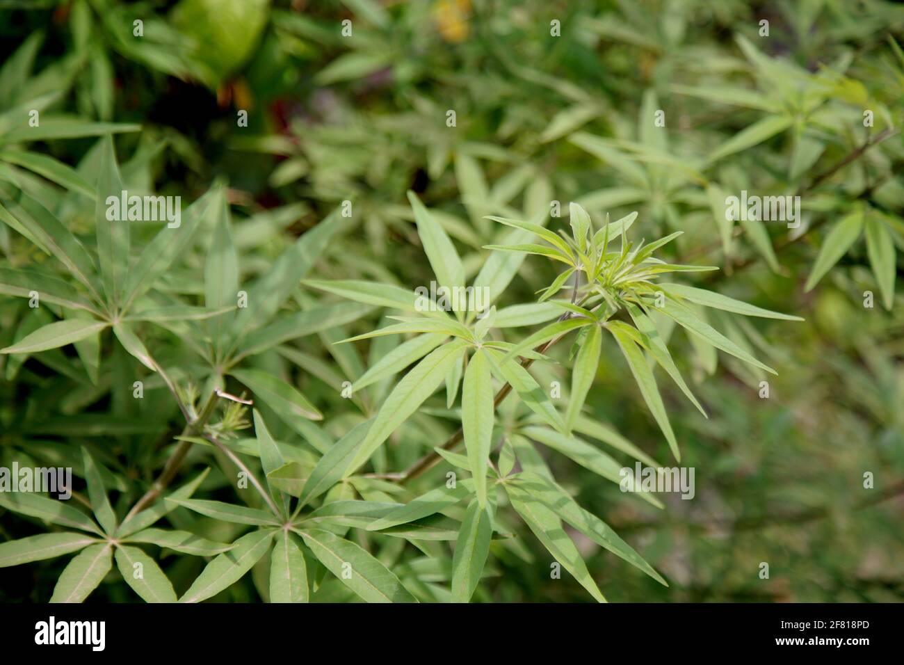salvador, bahia, brésil - 25 octobre 2020 : l'usine vitex agnus-castus est vue dans un jardin de la ville de Salvador. Banque D'Images