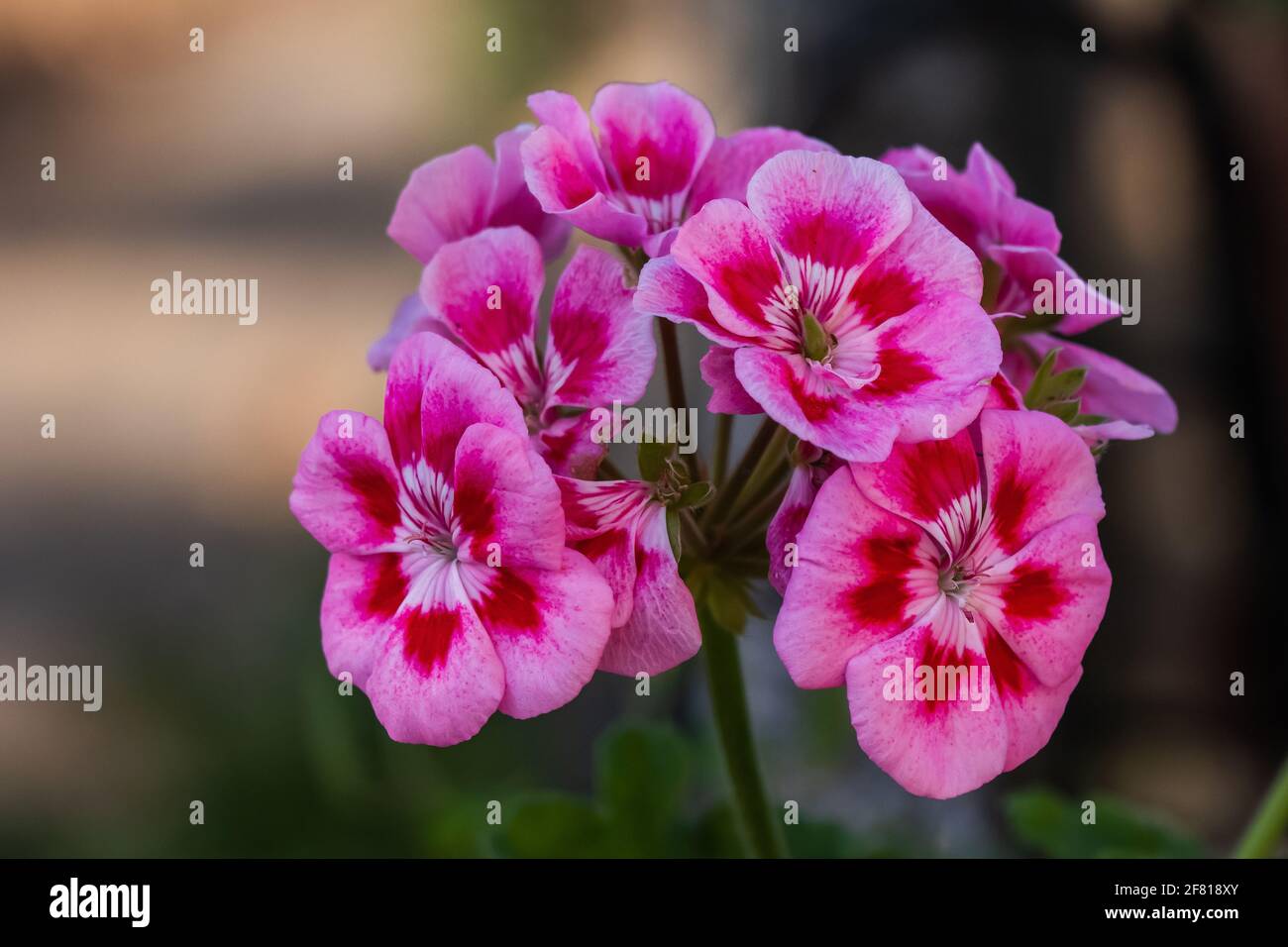 groupe de pélargoniums violets avec fond bokeh Banque D'Images