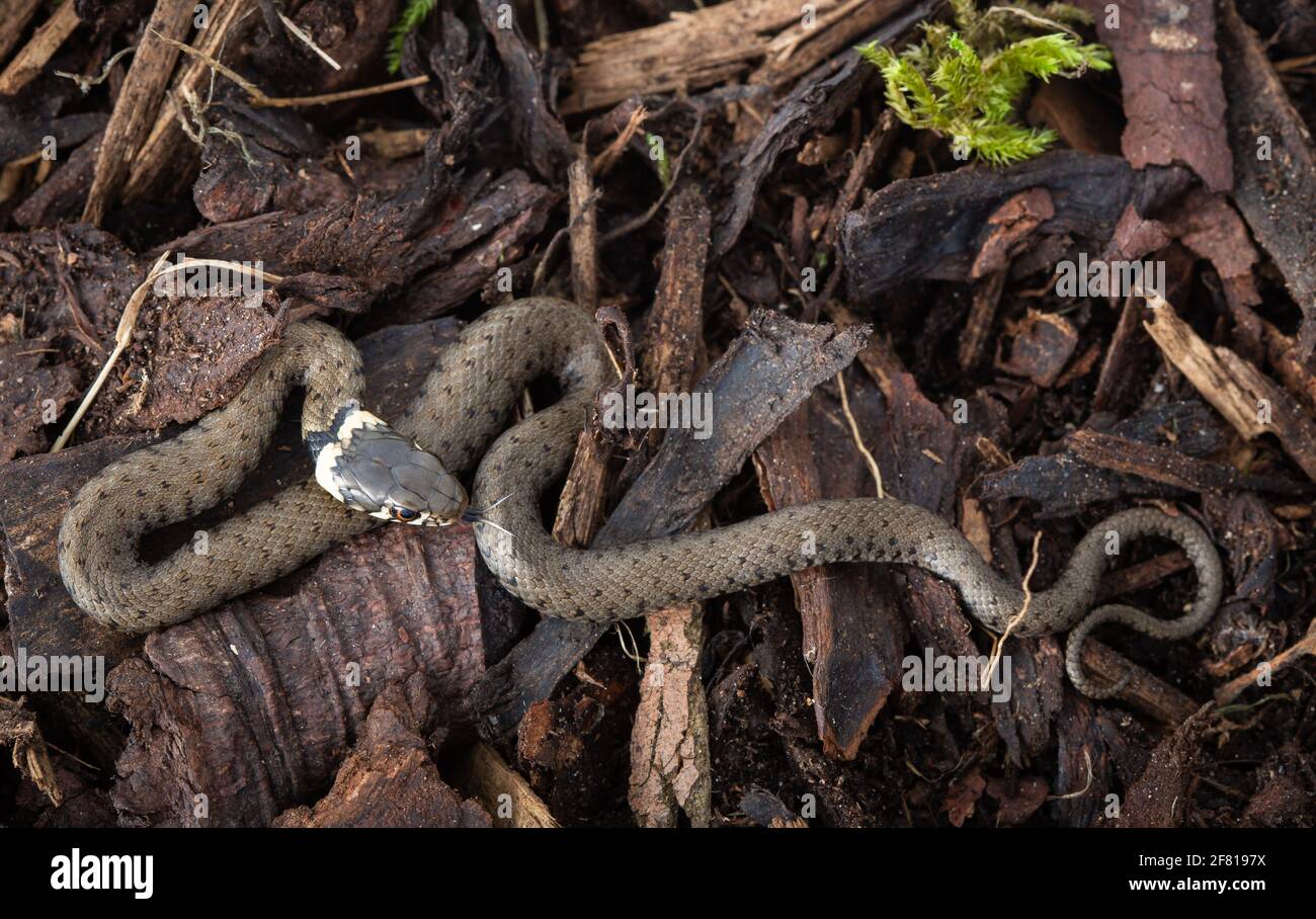 Serpent à herbe [ Natrix natrix ] sur l'écorce Banque D'Images