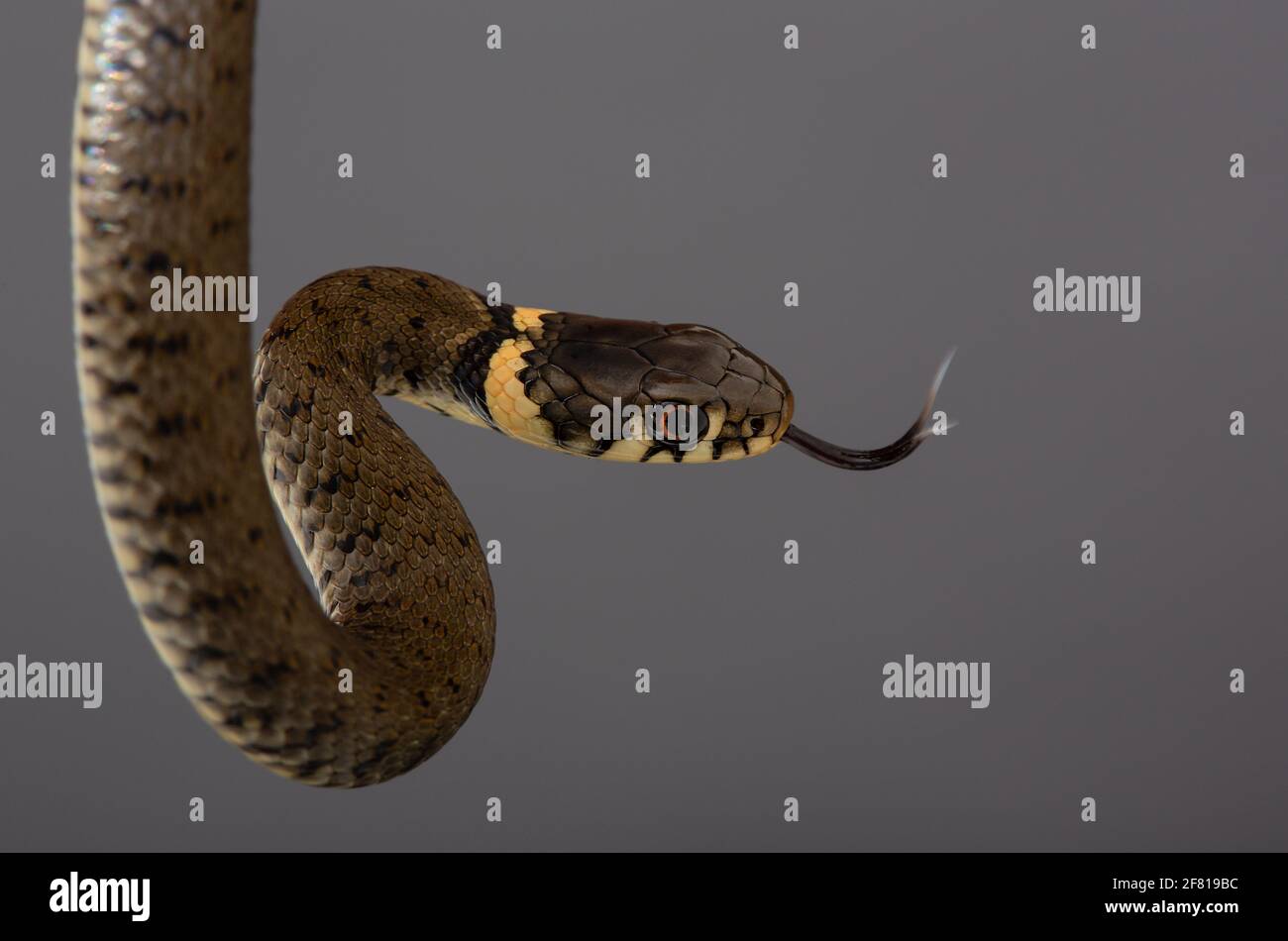 Grass Snake [ Natrix natrix ] photo en studio Banque D'Images