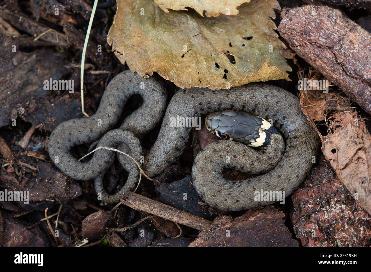 Serpent à herbe [ Natrix natrix ] sur l'écorce Banque D'Images
