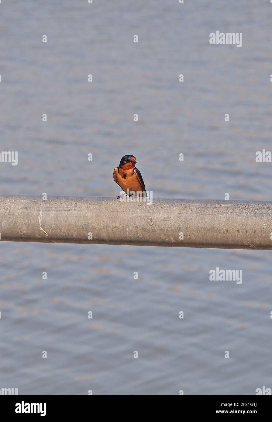 Petit oiseau sur la rampe à côté d'un lac dans la région de la baie de San Francisco, Californie Banque D'Images