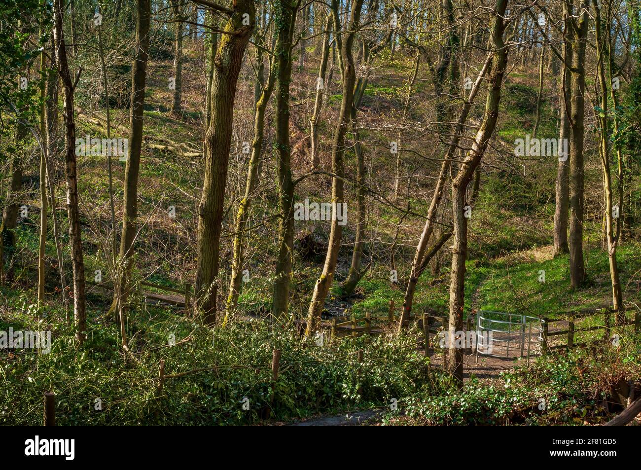 Chemin, porte et marches à travers un bois de Coalpit ensoleillé, ancienne forêt de Jordanthorpe, près de Sheffield Banque D'Images