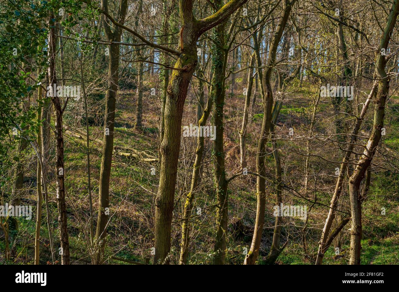 Arbres denses, avec des hilocks et des creux de vieux travaux dans un bois de Coalpit ensoleillé, ancienne forêt de Jordanthorpe, près de Sheffield Banque D'Images