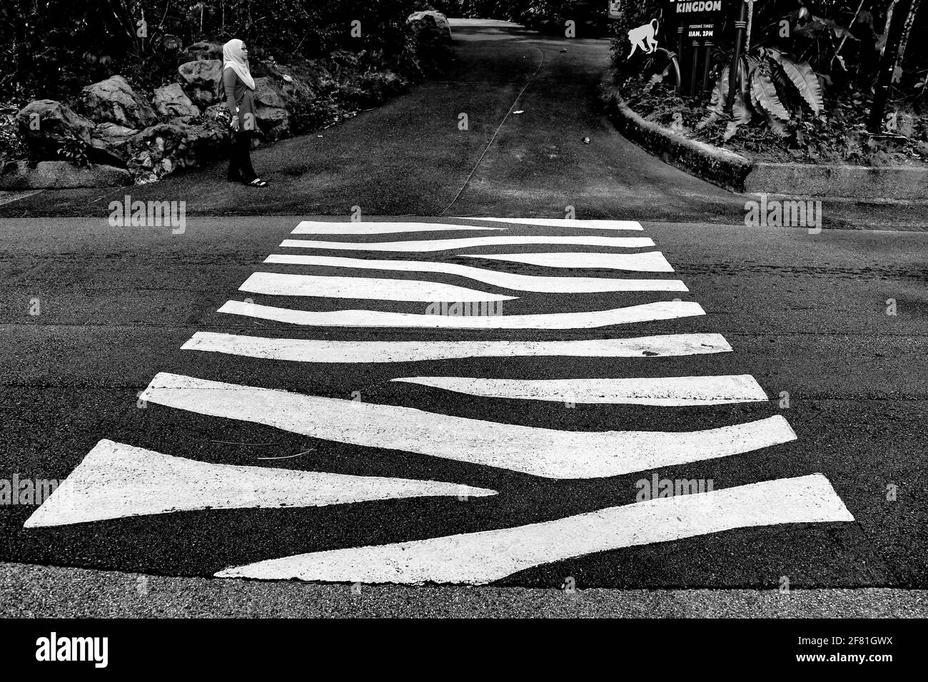 Zebra Crossing au zoo de Singapour. Banque D'Images
