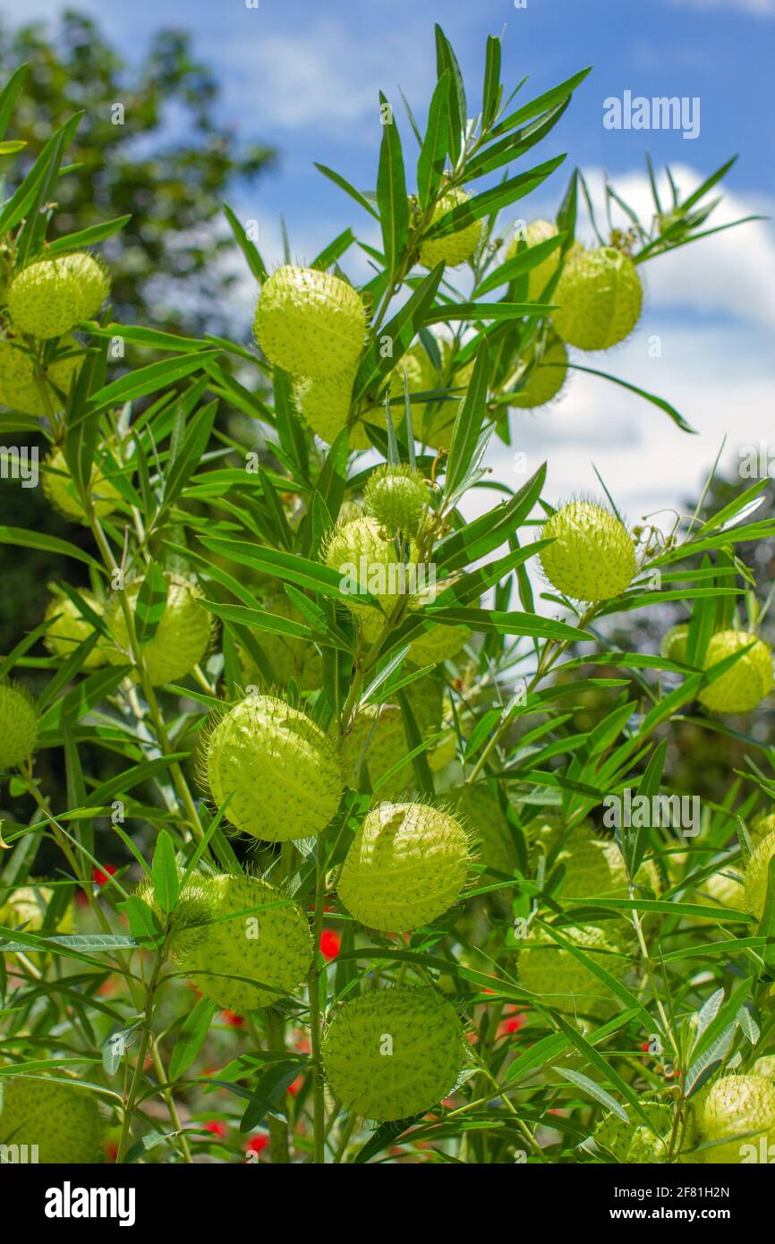 Boules de poivres ou bijoux de la famille Milkweed également connu sous le nom de plante de ballon ou de cygne, Gomphocarus physocarpus Banque D'Images