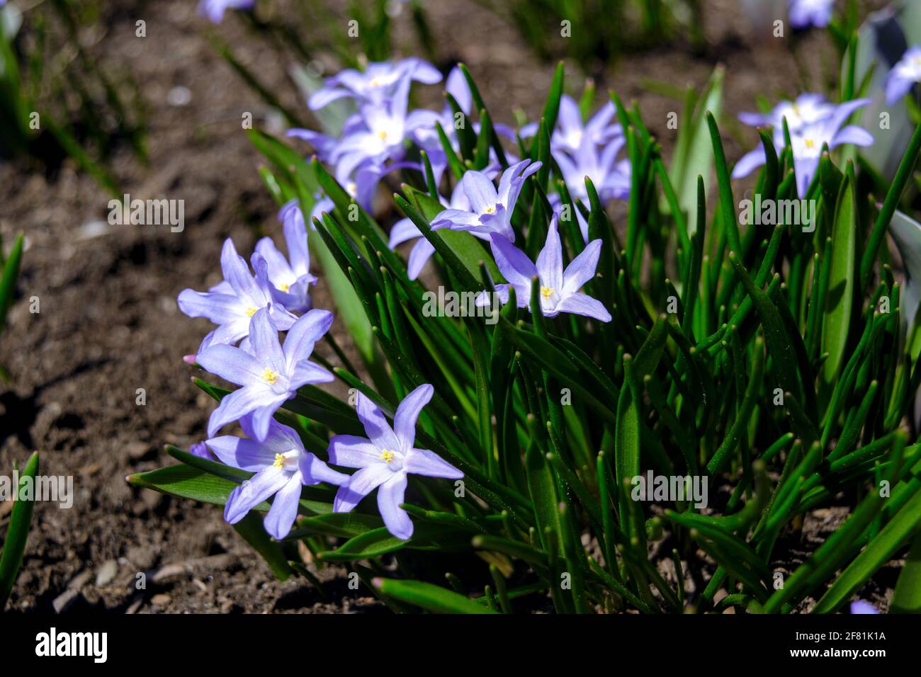 Un groupe de délicate scilla bleu pâle (Scilla luciliae) célébrant l'arrivée du soleil de printemps à Ottawa, Ontario, Canada. Banque D'Images