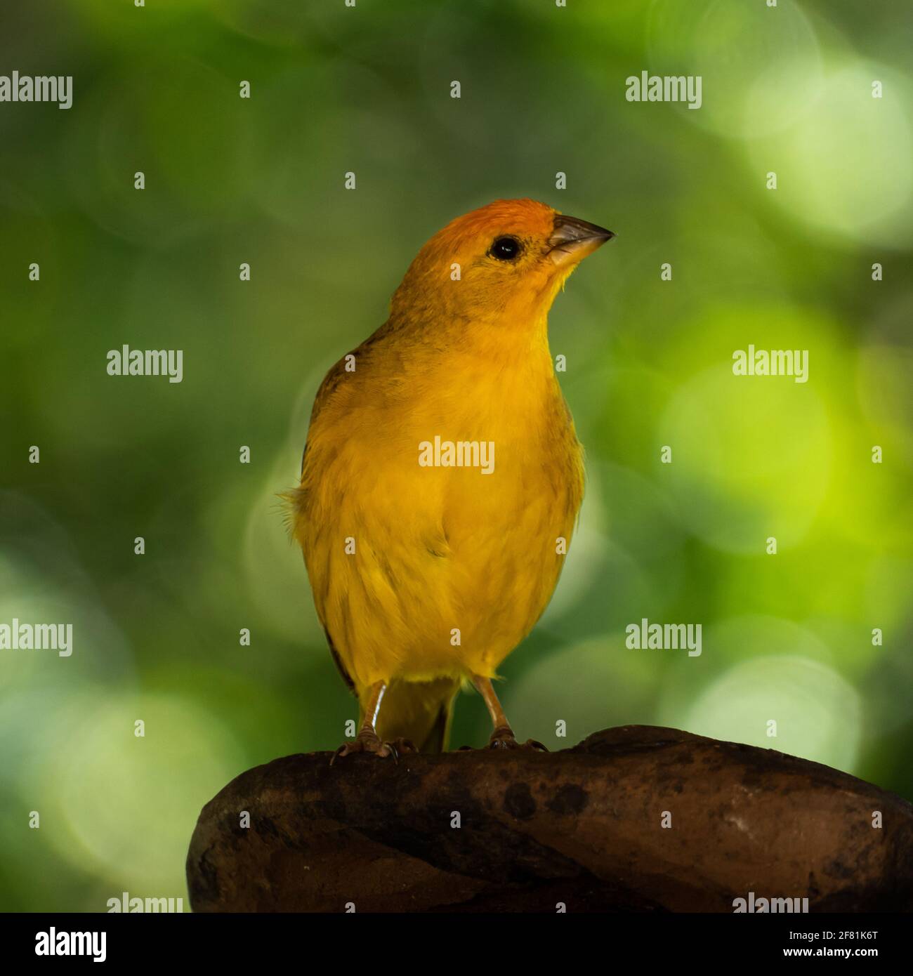 Canari atlantique, un petit oiseau sauvage brésilien. Le Crithagra flaviventris jaune canari est un petit oiseau de passereau de la famille finch. Banque D'Images