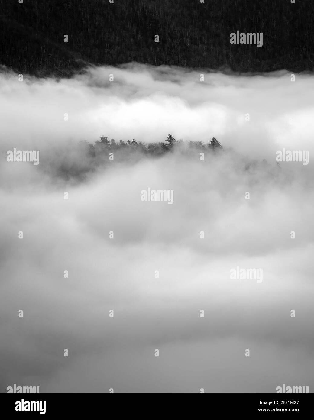 Une île d'arbres traverse la brume tandis que le brouillard tourbillonne autour des vallées du parc national de Shenandoah. Banque D'Images