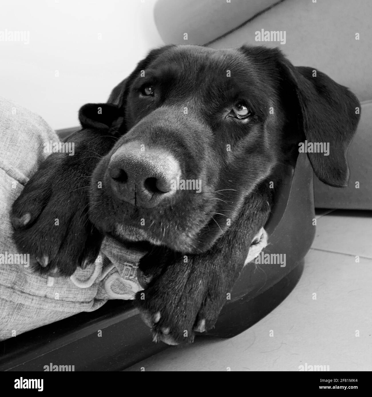 Photo noir et blanc de la tête et 2 pattes d'un labrador noir doux et tendre qui se trouve dans son panier de chien Banque D'Images