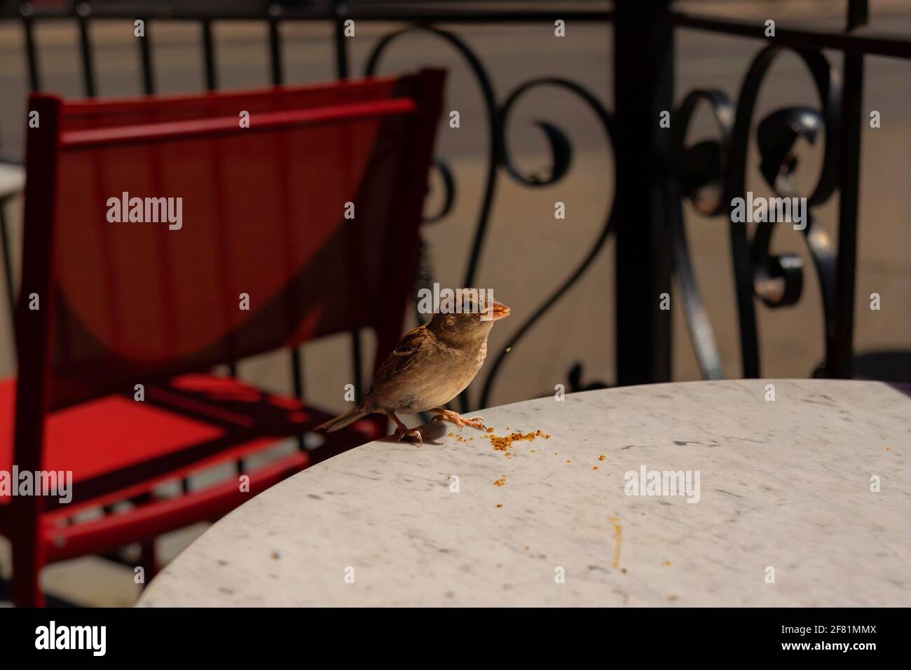 Petit oiseau sauvage mangeant de la chapelure sur la table à l'extérieur du café-restaurant, Toronto, ON, Canada. Banque D'Images