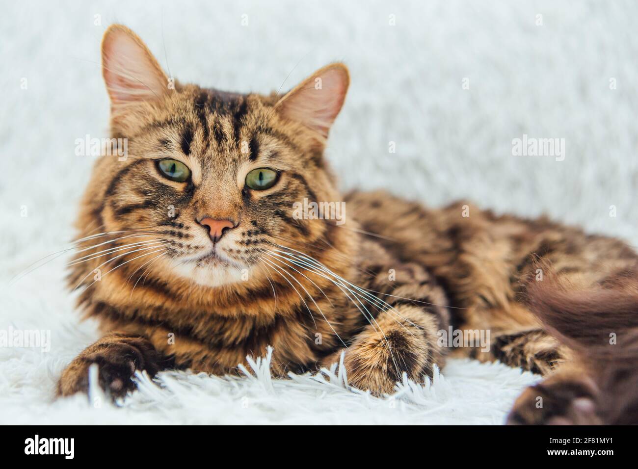 Chat kitty bengale à poil long, allongé sur une couverture de fourrure  blanche intérieur Photo Stock - Alamy