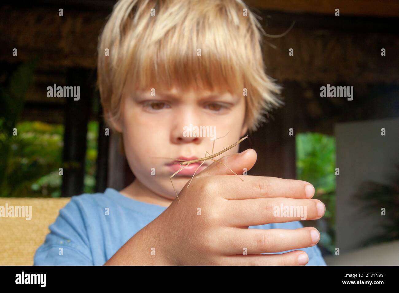 Un jeune garçon (MR) tenant un insecte de noix de coco, Graeffea crouani, un insecte commun aux Fidji. Banque D'Images