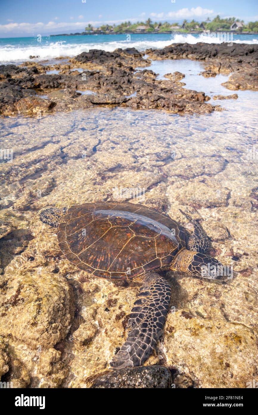 Cette tortue de mer verte, Chelonia mydas, une espèce en voie de disparition, se trouve dans une piscine à marée peu profonde au large de la côte de Kona, à Hawaï. Cela peut Banque D'Images