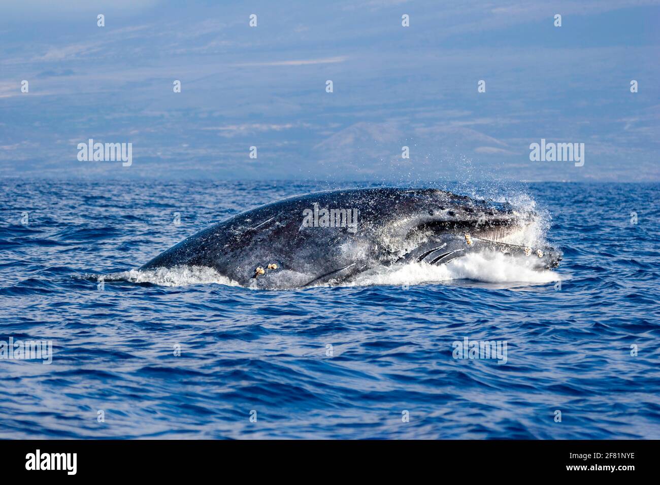 Cette baleine à bosse braconneuse, Megaptera novaeangliae, se lança à plusieurs reprises hors de l'océan et à chaque fois qu'elle ouvrait sa bouche lorsqu'elle touchait la surface Banque D'Images
