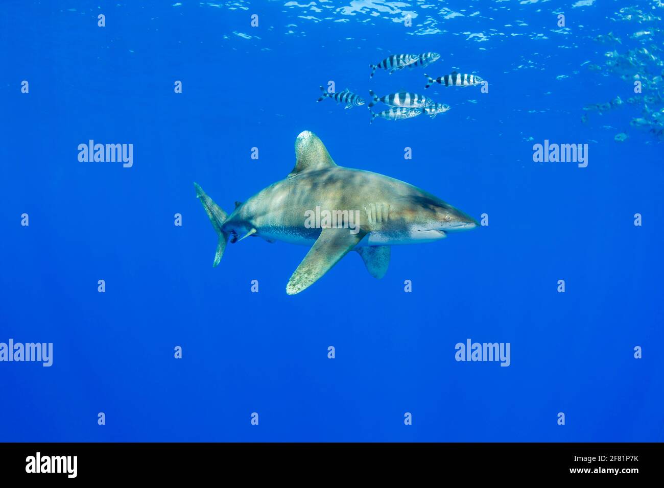 Sept poissons pilotes, Naucrates ravisseur, accompagnent un requin-blanc océanique, Carcharhinus longimanus, à plusieurs kilomètres de la Grande île, en pleine mer, Hawa Banque D'Images