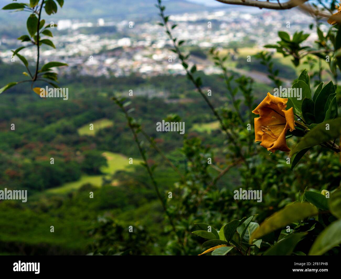 une fleur d'orange dans un endroit tropical Banque D'Images