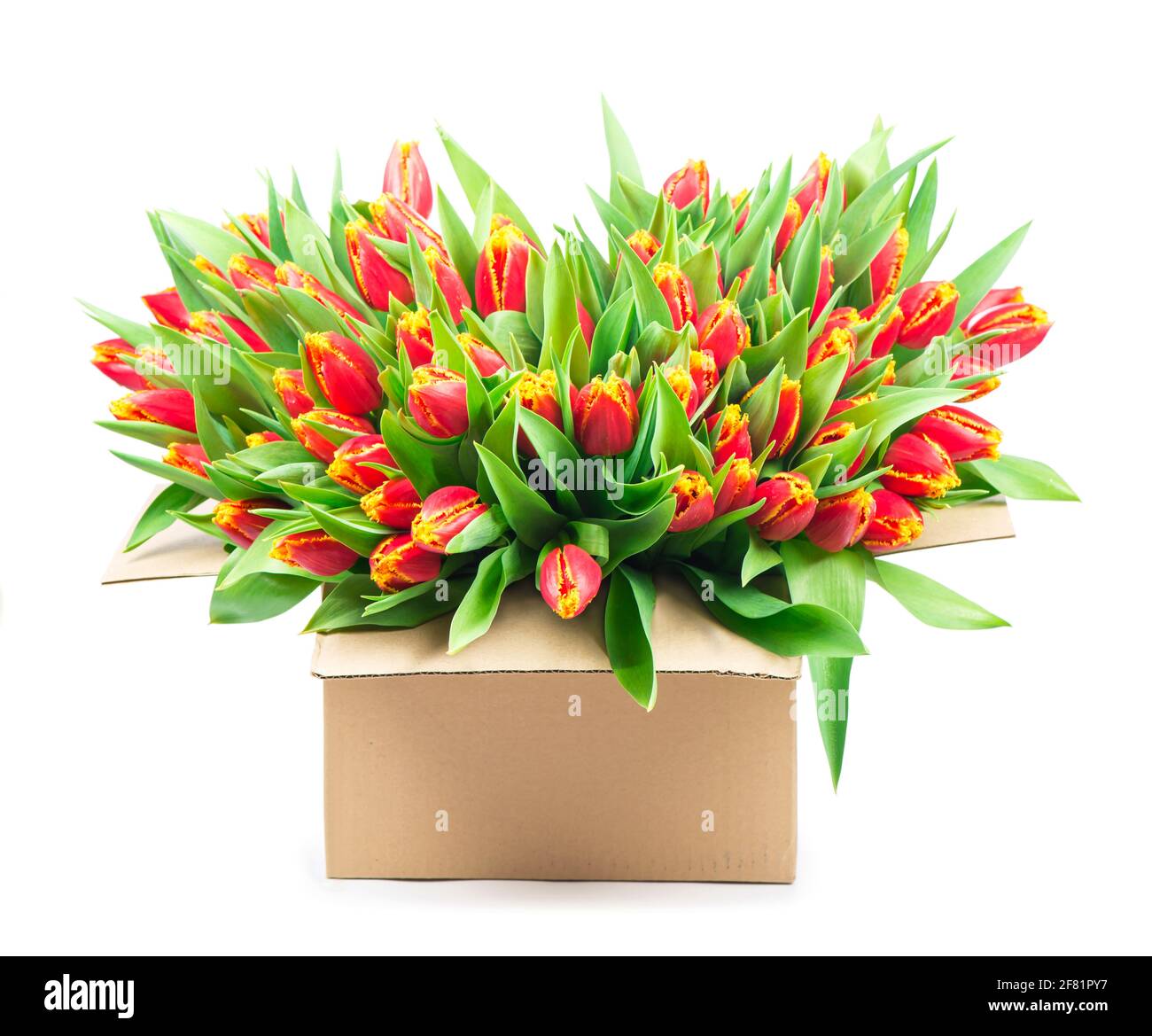 grand bouquet de tulipes rouges dans un panier sur un arrière-plan blanc Banque D'Images