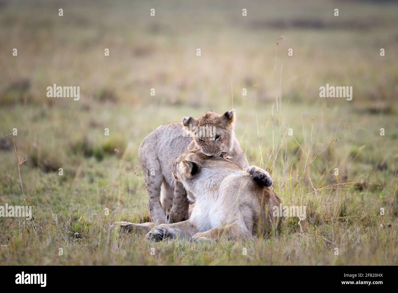 Les deux lions qui se battent dans les champs Banque D'Images