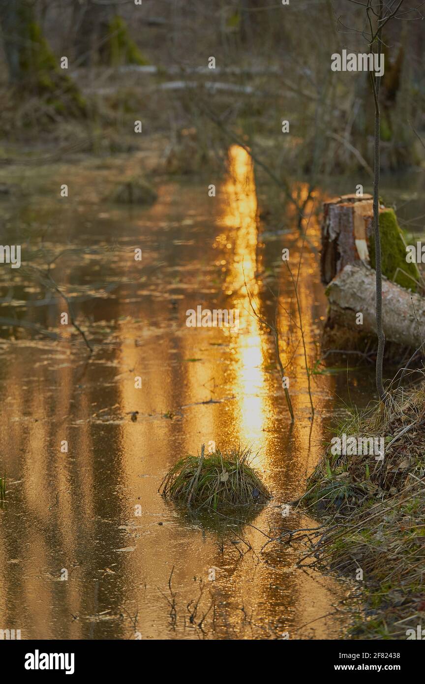 Une flaque dans le marais dans laquelle la lumière de le soleil se reflète Banque D'Images