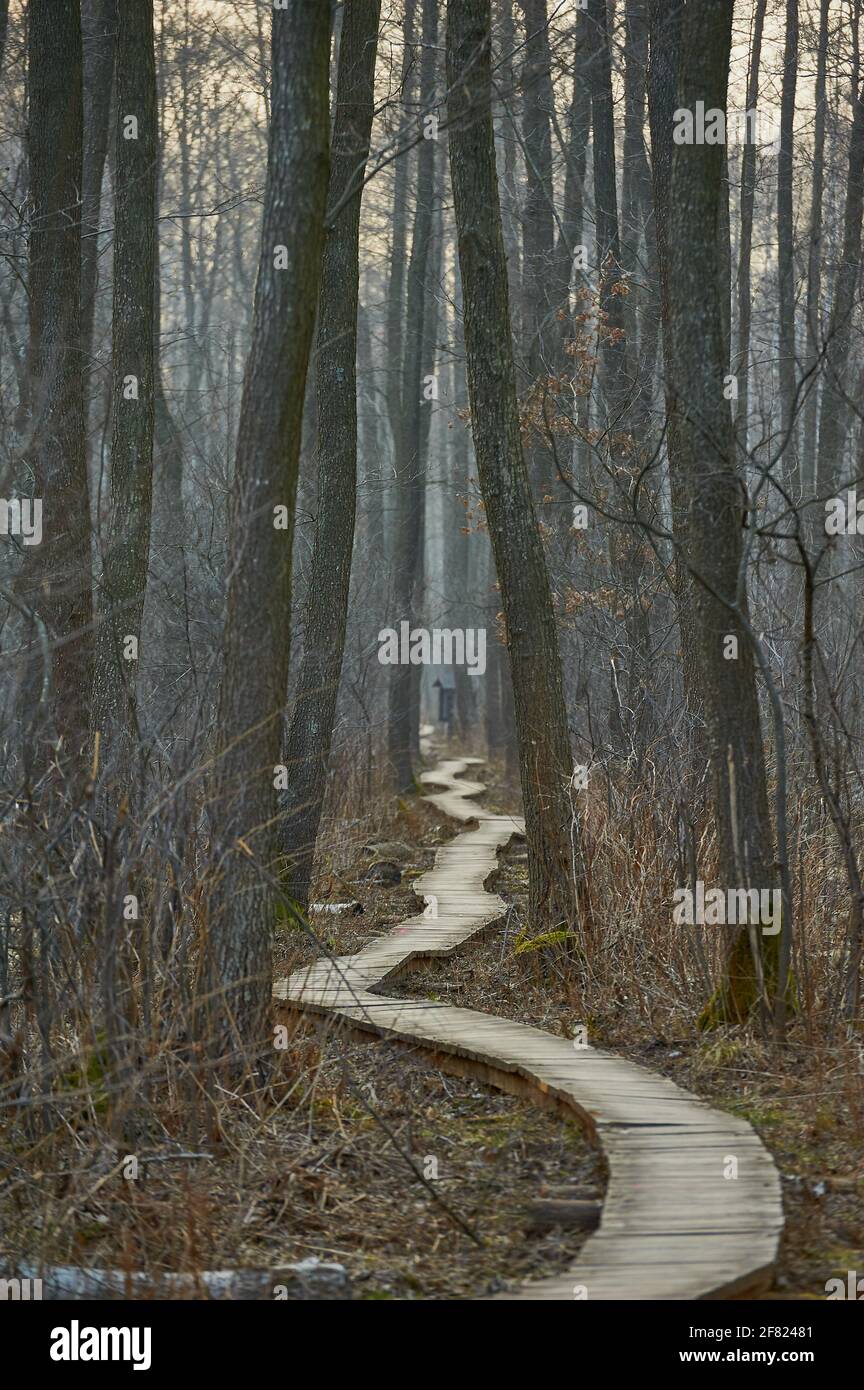 Une passerelle en bois menant à travers une forêt à feuilles caduques tôt ressort Banque D'Images