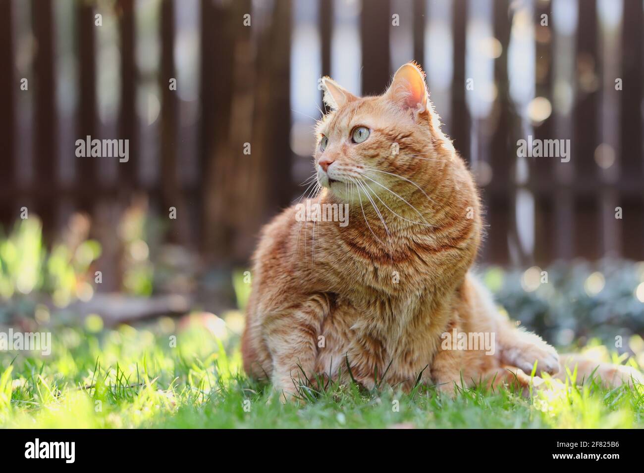 L'adorable Ginger Tabby Cat se trouve dans l'herbe pendant la Sunny Day dans le jardin. Orange Cat se trouve sur le côté extérieur. Banque D'Images
