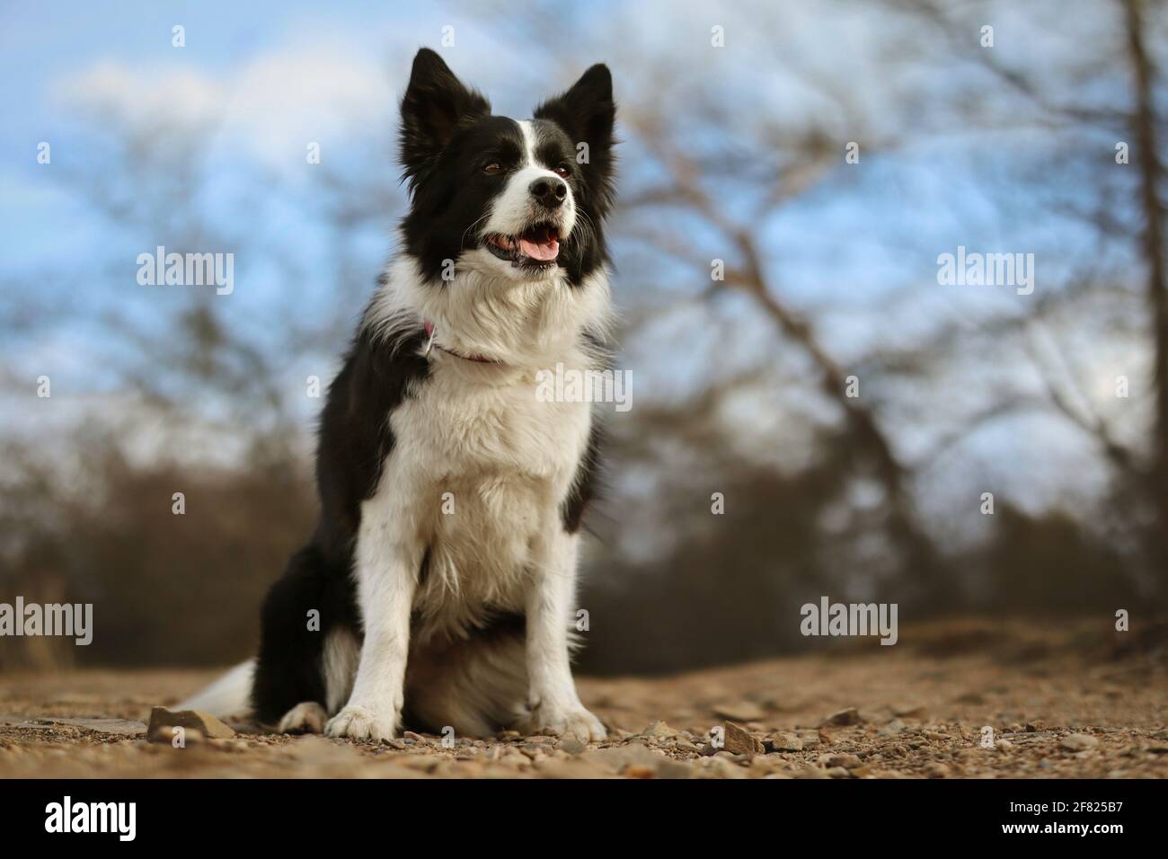 Happy Border Collie est à l'extérieur pendant la journée. Chien noir et blanc obéissant dans la nature. Banque D'Images